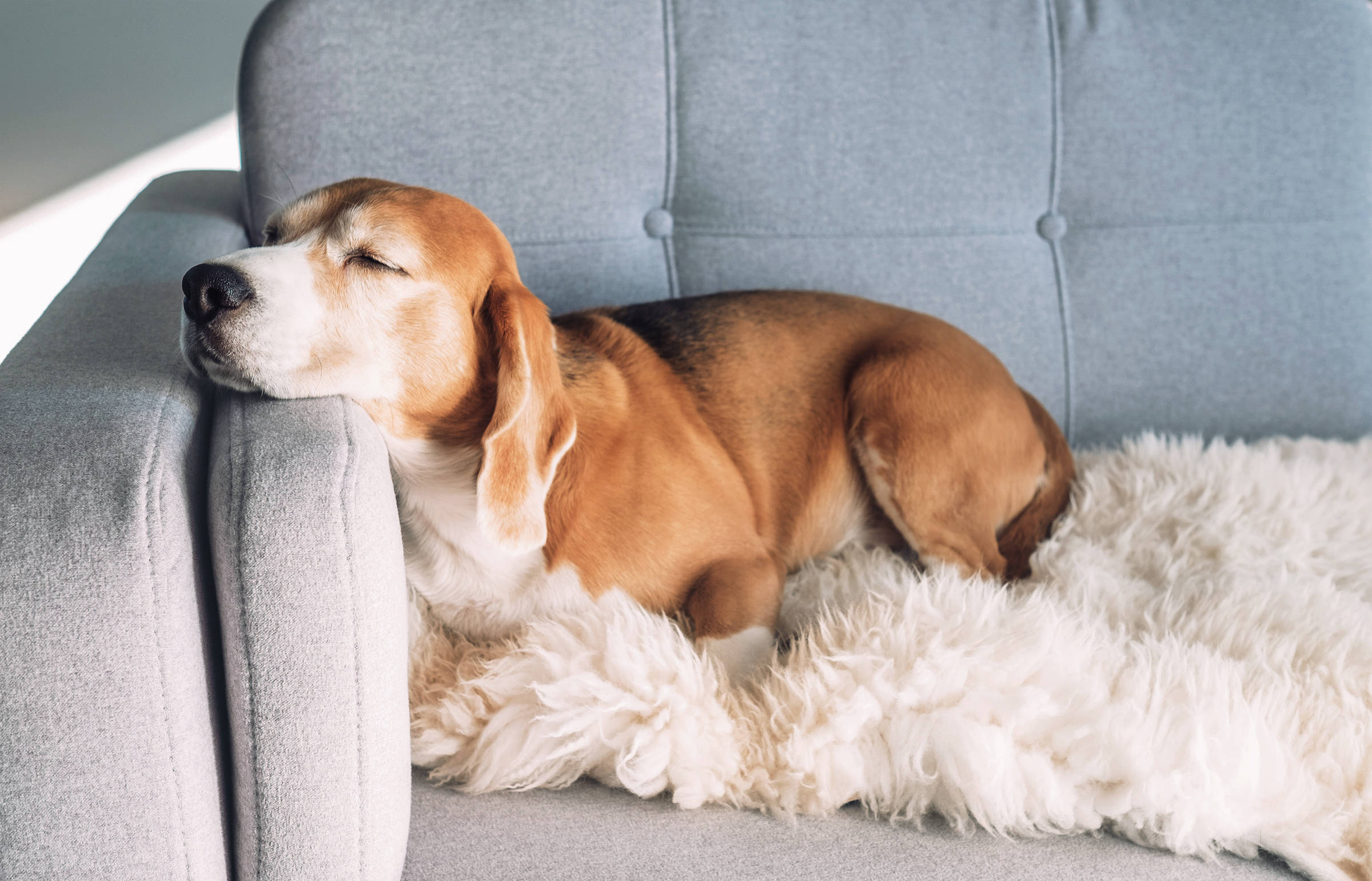 A beagle dog is sleeping with its head resting on the arm of a gray sofa covered with a fluffy white blanket.